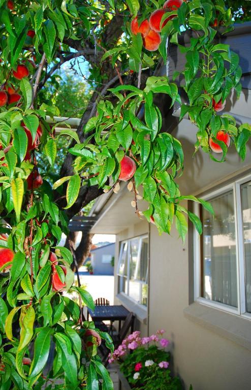 Almond Court Motel 알렉산드라 외부 사진